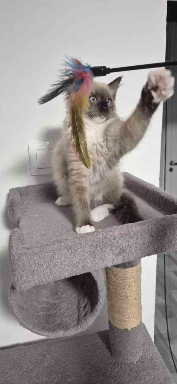 Ragdoll - foto 4