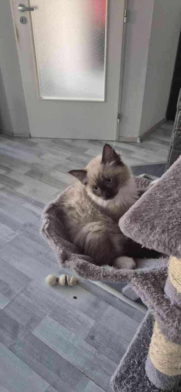 Ragdoll - foto 2