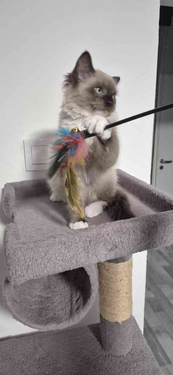 Ragdoll - foto 3
