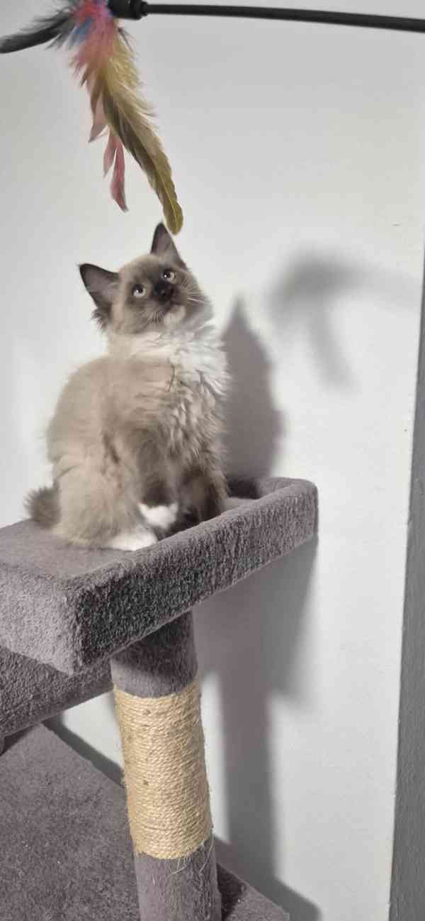 Ragdoll - foto 1