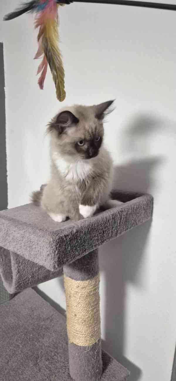 Ragdoll - foto 6