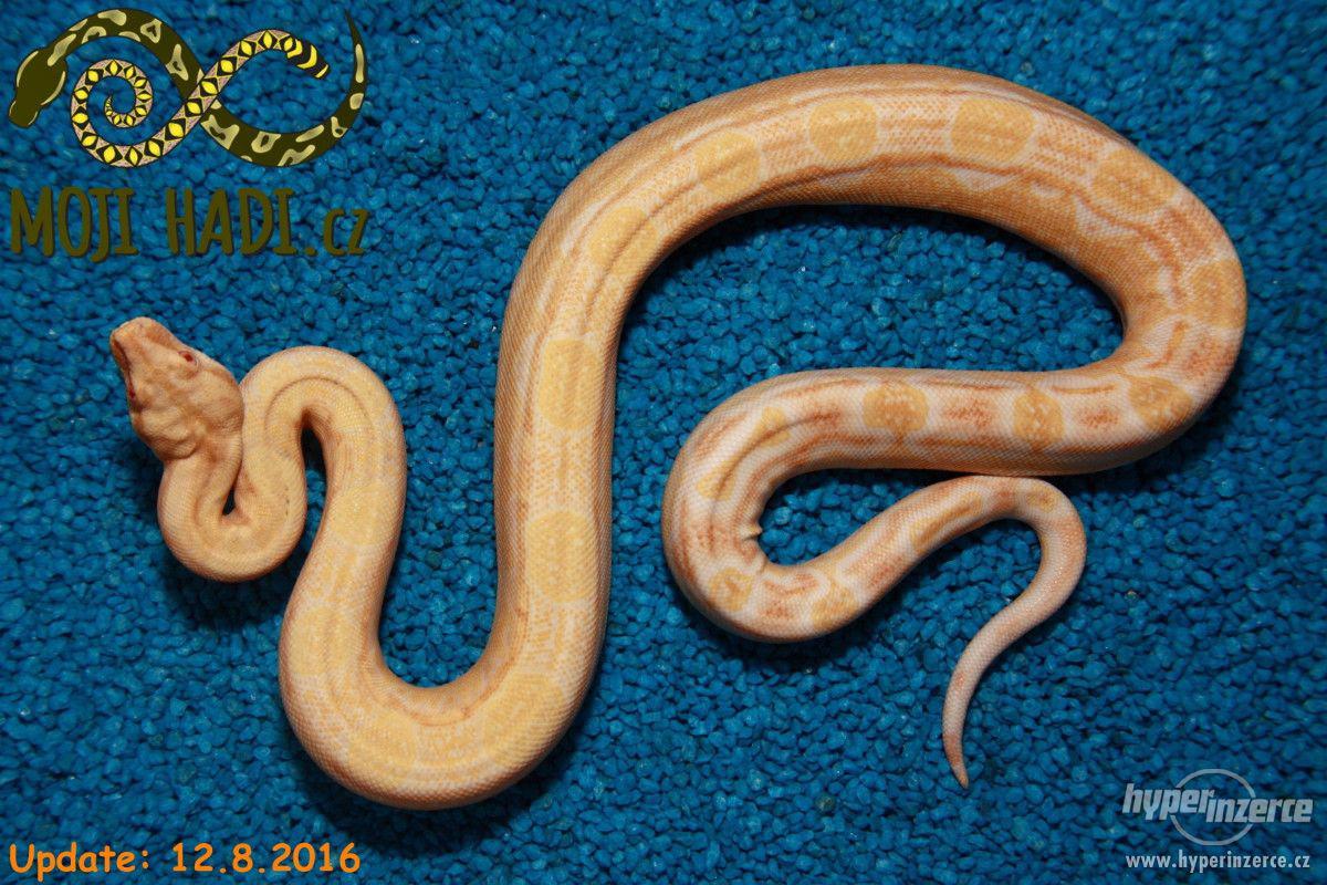 Hroznýš královský Boa constrictor - foto 1
