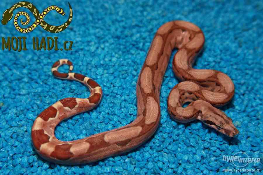 Hroznýš královský Boa constrictor - foto 3