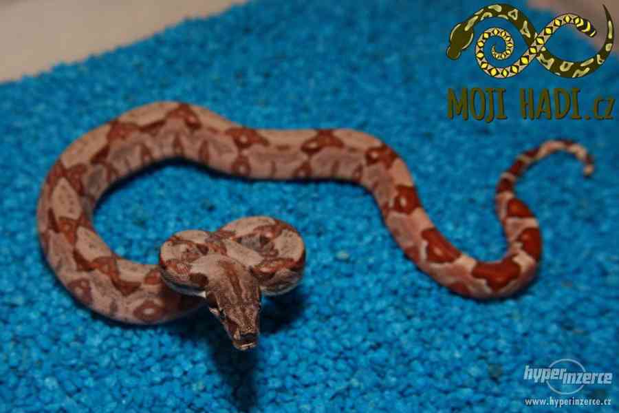 Hroznýš královský Boa constrictor - foto 5