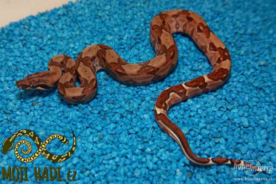 Hroznýš královský Boa constrictor - foto 6