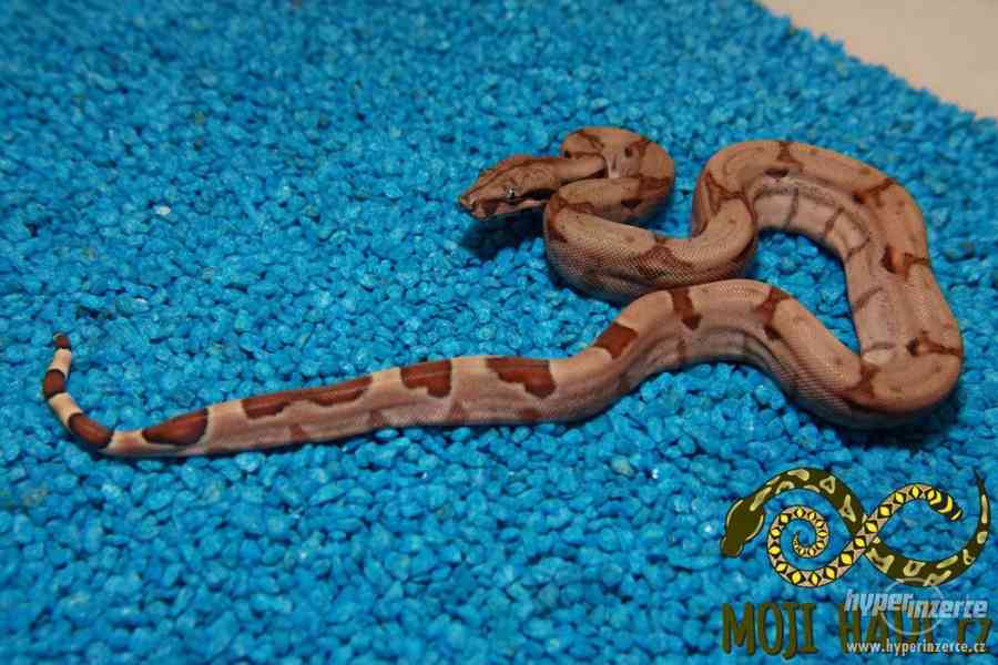 Hroznýš královský Boa constrictor - foto 7