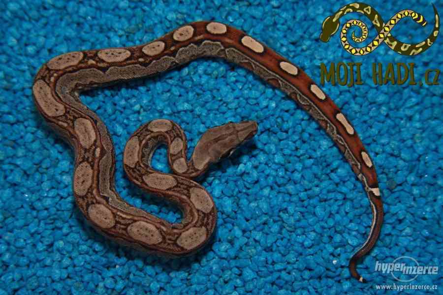 Hroznýš královský Boa constrictor - foto 8