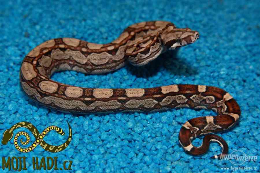 Hroznýš královský Boa constrictor - foto 9