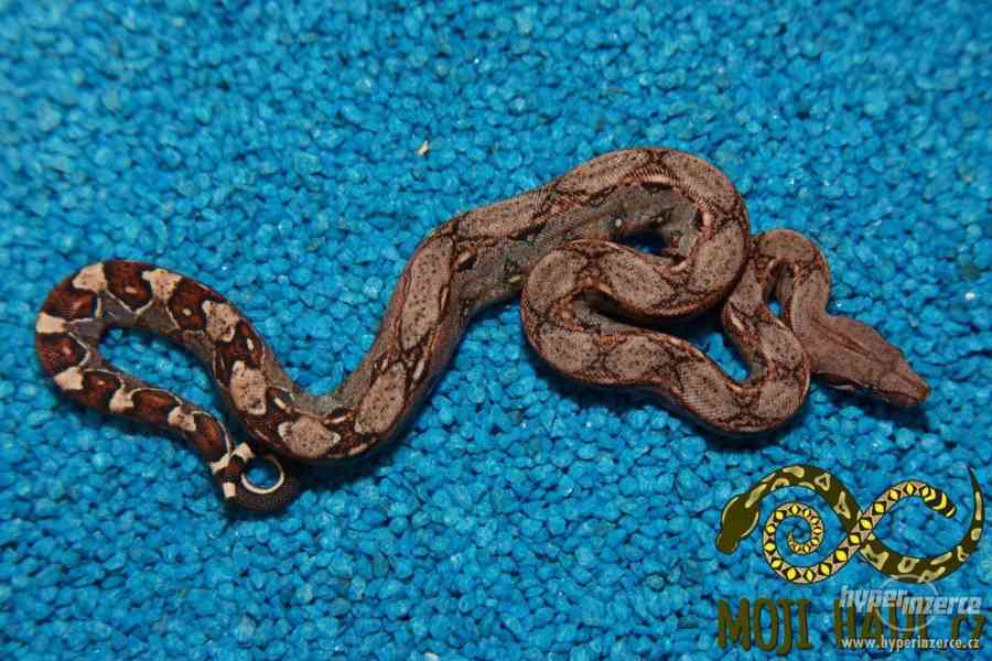 Hroznýš královský Boa constrictor - foto 11
