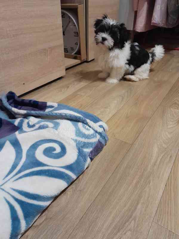 Jorkšír Biewer teriér  - foto 3