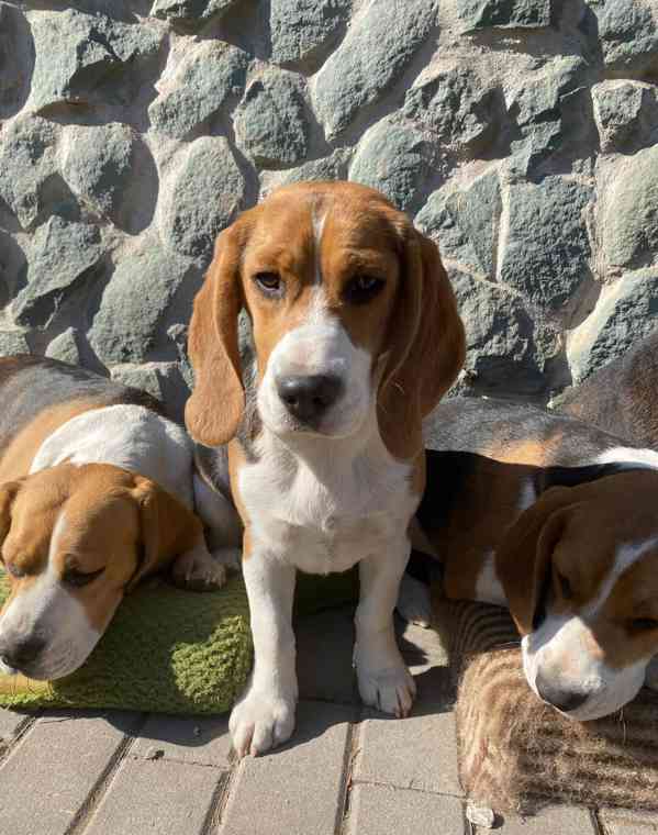 Beagle - štěňátko bez pp - foto 1