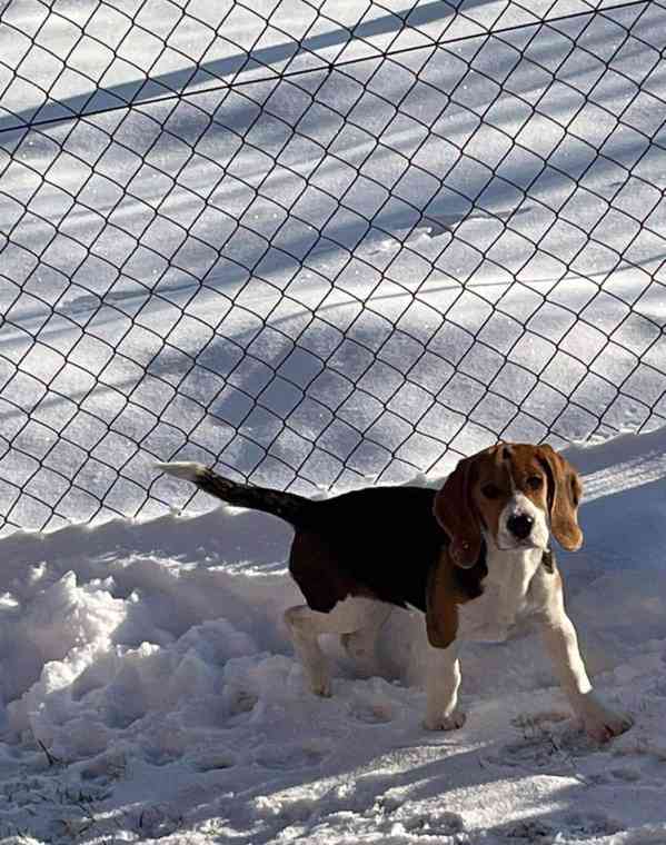 Beagle - štěňátko bez pp - foto 2