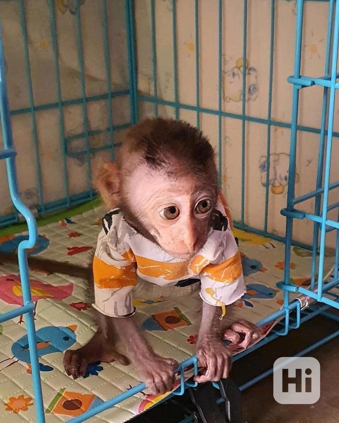 🐒 Vynikající kapucínská opice k dispozici - foto 1