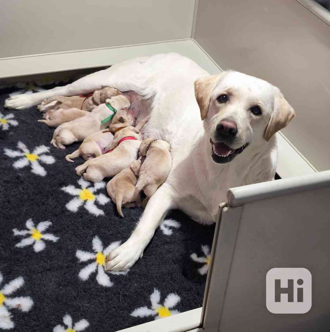 Štěňátka Labradorský retrívr žlutá s PP - foto 1