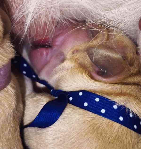 Štěňátka Labradorský retrívr žlutá s PP - foto 4