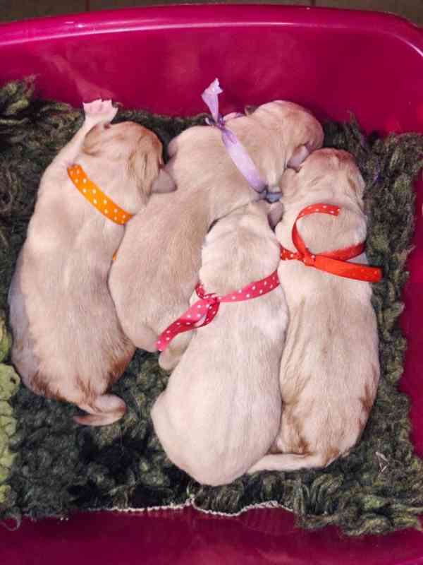 Štěňátka Labradorský retrívr žlutá s PP - foto 3