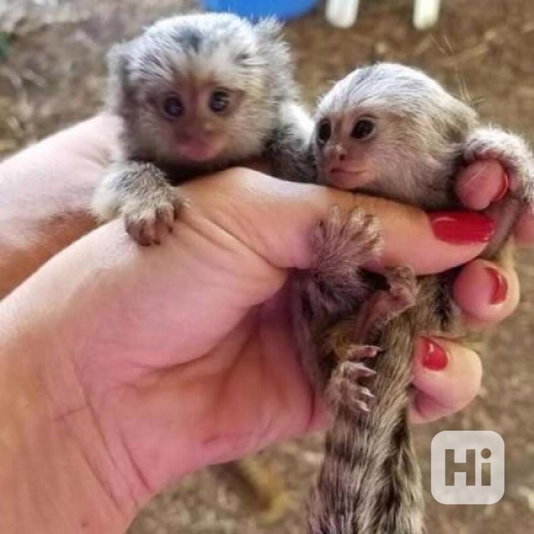 Rozkošná opička kosman - foto 1