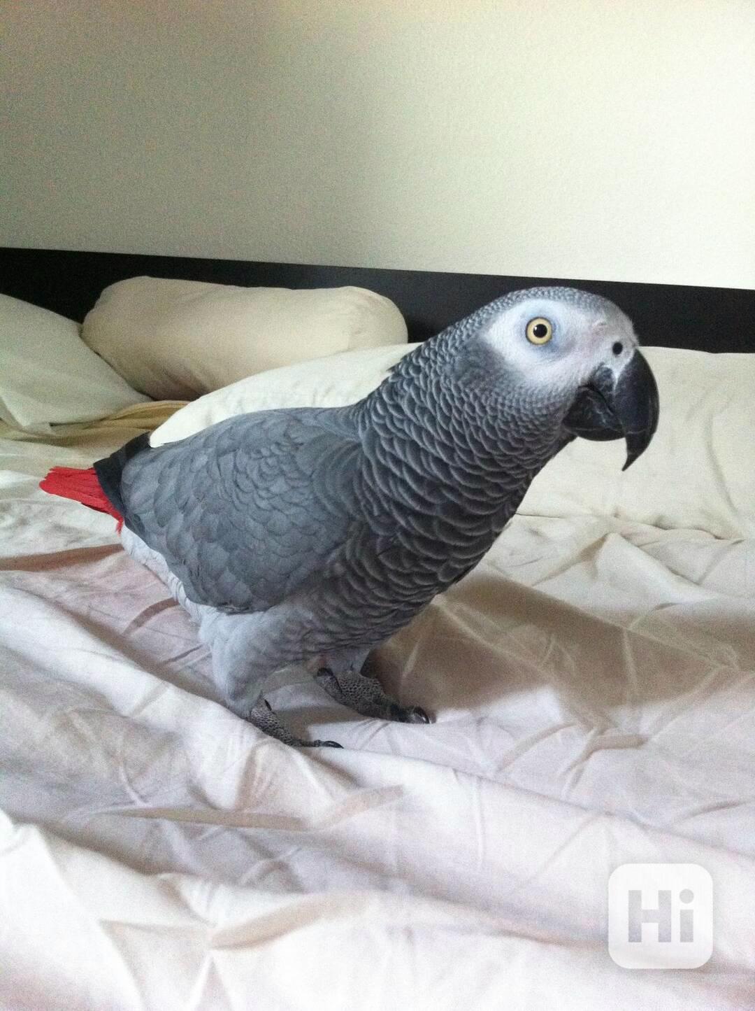 Pár mluvících papoušků šedých - foto 1