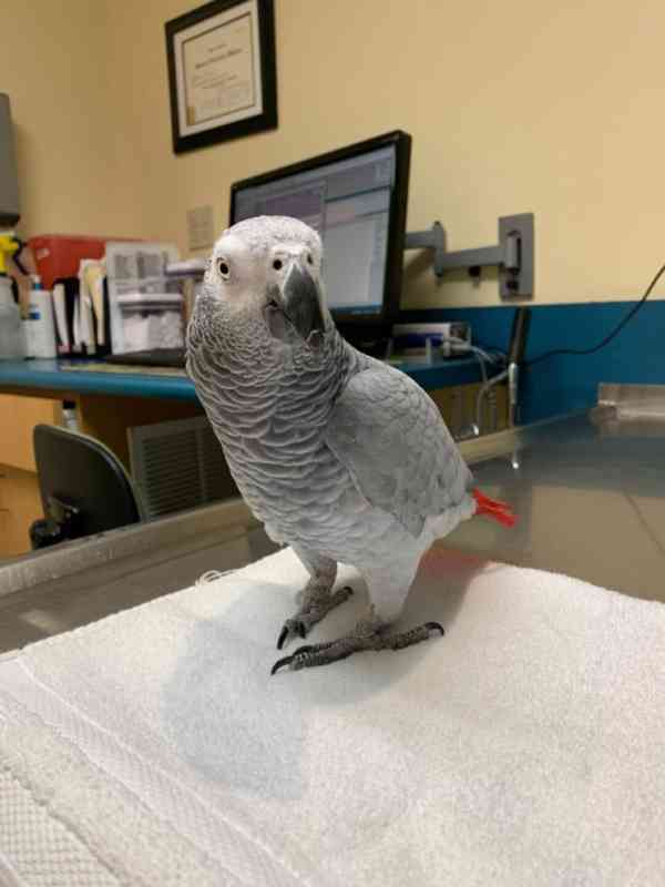 Pár mluvících papoušků šedých - foto 2