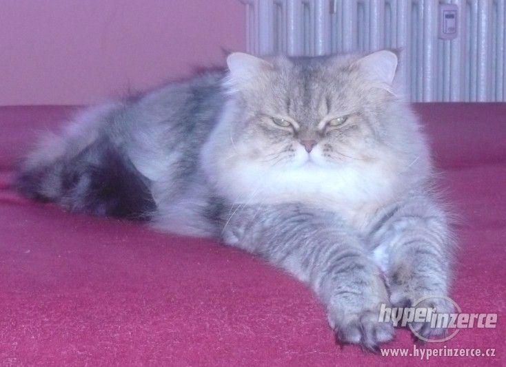 KRYTÍ PERSKÝM KOCOUREM ! - foto 2