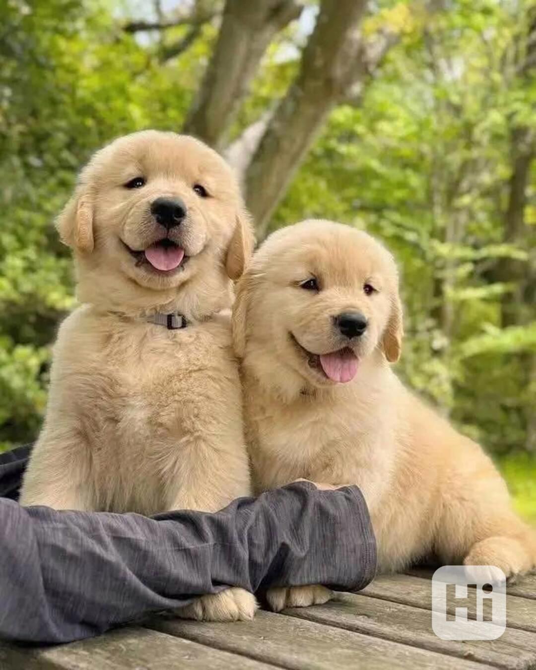 K dispozici krásná štěňata zlatého retrívra - foto 1