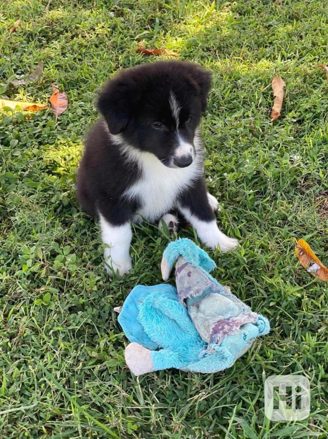 12 týdnů stará štěňata border kolie - foto 1