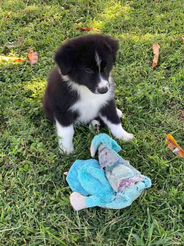 12 týdnů stará štěňata border kolie - foto 1