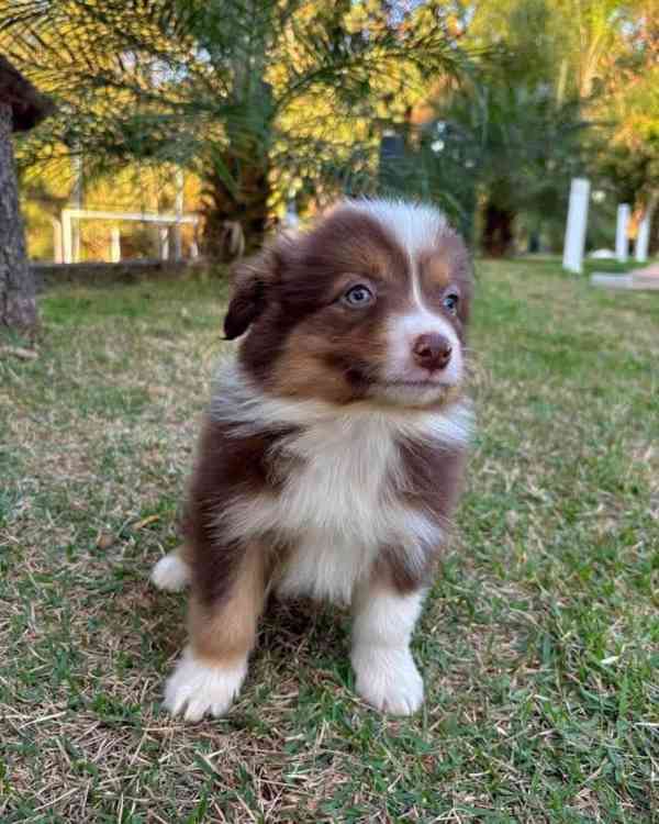 12 týdnů stará štěňata border kolie - foto 2