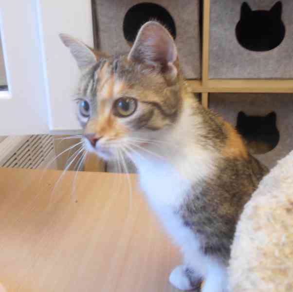 Tmavší 9měsíční mazlivá tříbarevka Bibi hledá domov, - foto 3