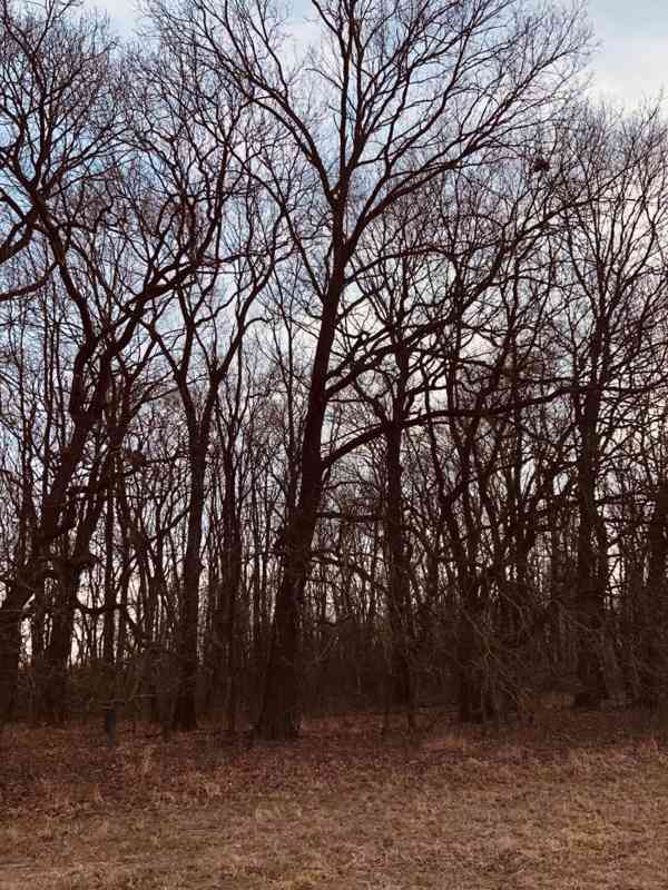 Pozemok - Lúka, Malé Leváre, 26 385 m² - foto 2