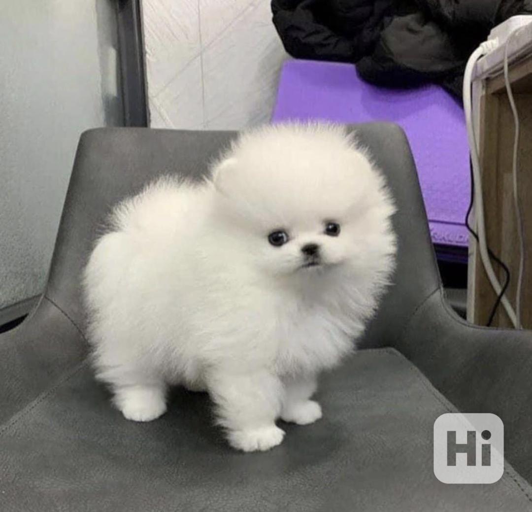 Štěňata pomeraniana potřebují domov. - foto 1