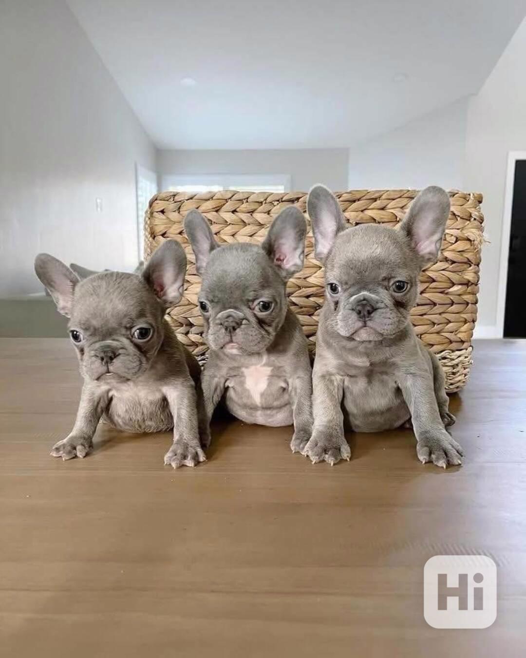 ŠTĚŇATA FRANCOUZSKÉHO BULDOGA - foto 1