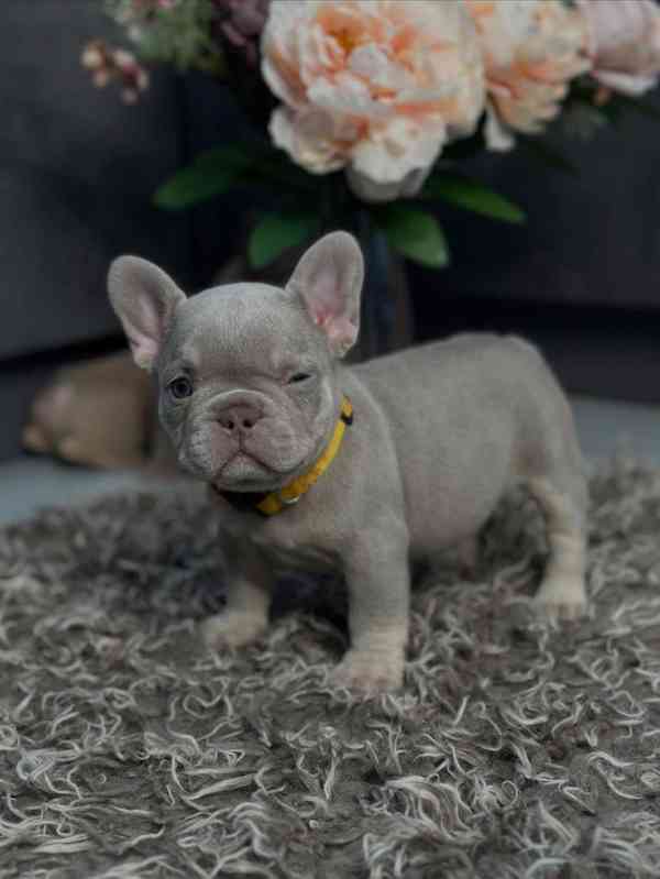 ŠTĚŇATA FRANCOUZSKÉHO BULDOGA - foto 2