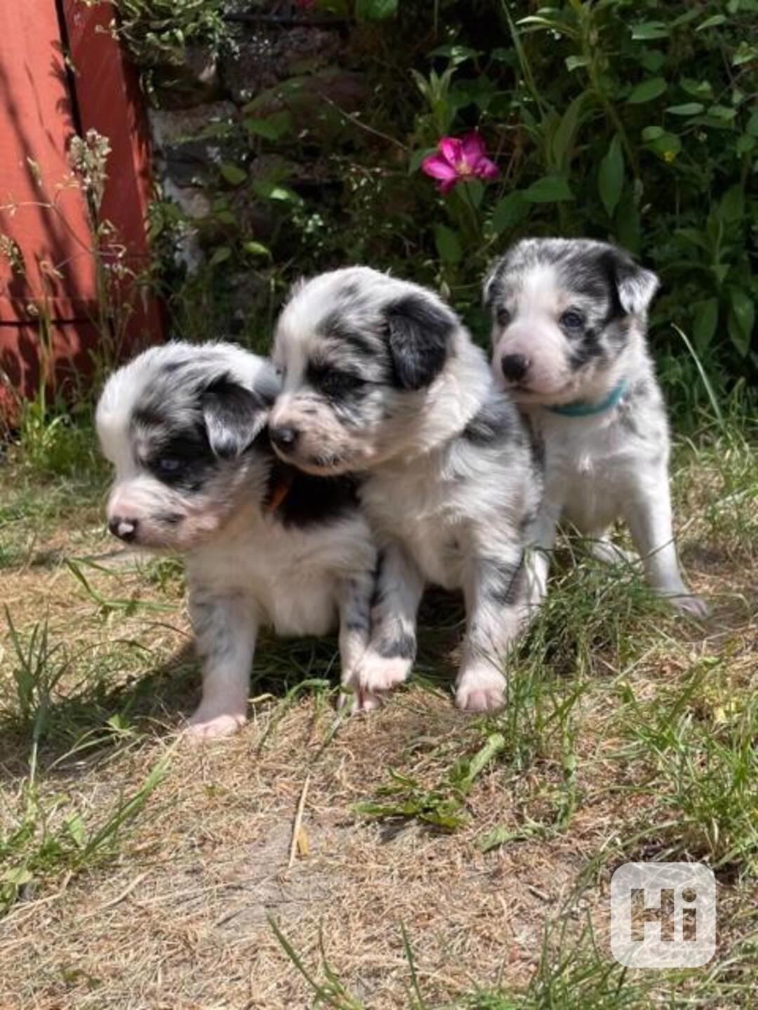 Krásná štěňata Border kolie Blue Merle!   - foto 1