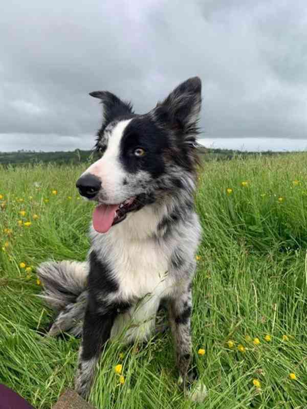 Krásná štěňata Border kolie Blue Merle!   - foto 2