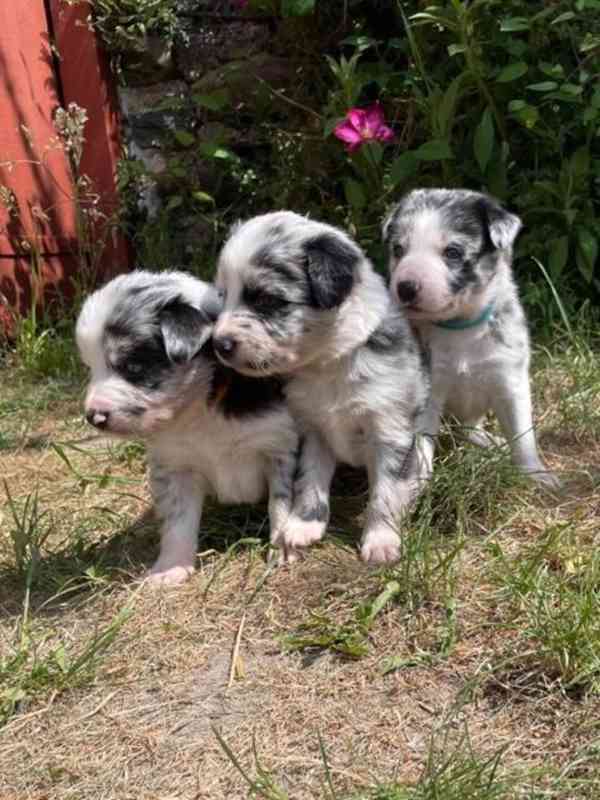 Krásná štěňata Border kolie Blue Merle!   - foto 1