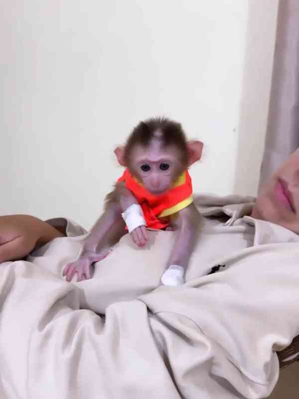 🐒 Vynikající kapucínské opice - foto 1