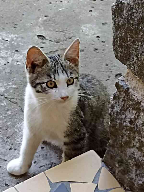 Kocourci - foto 4