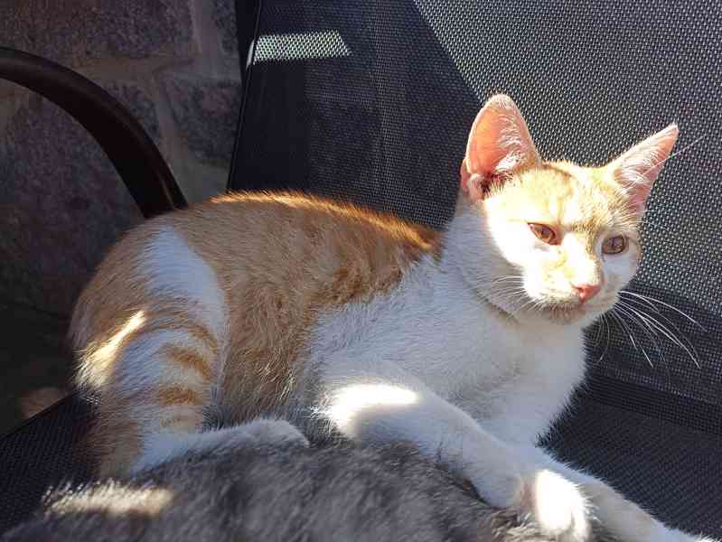 Kocourci - foto 3