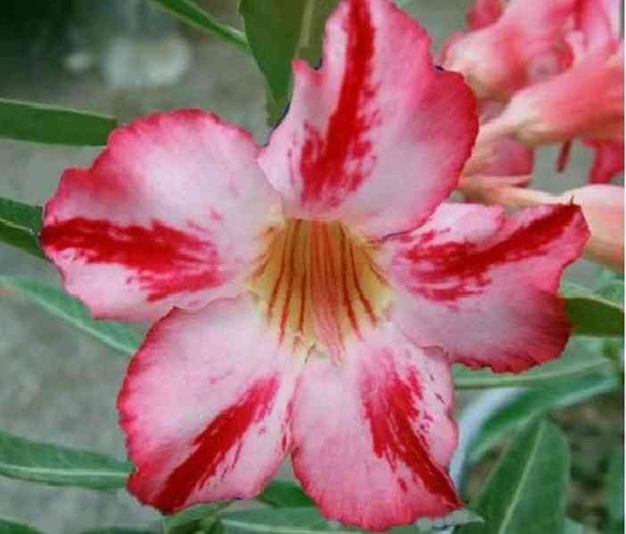 Adenium obesum Harry Potter