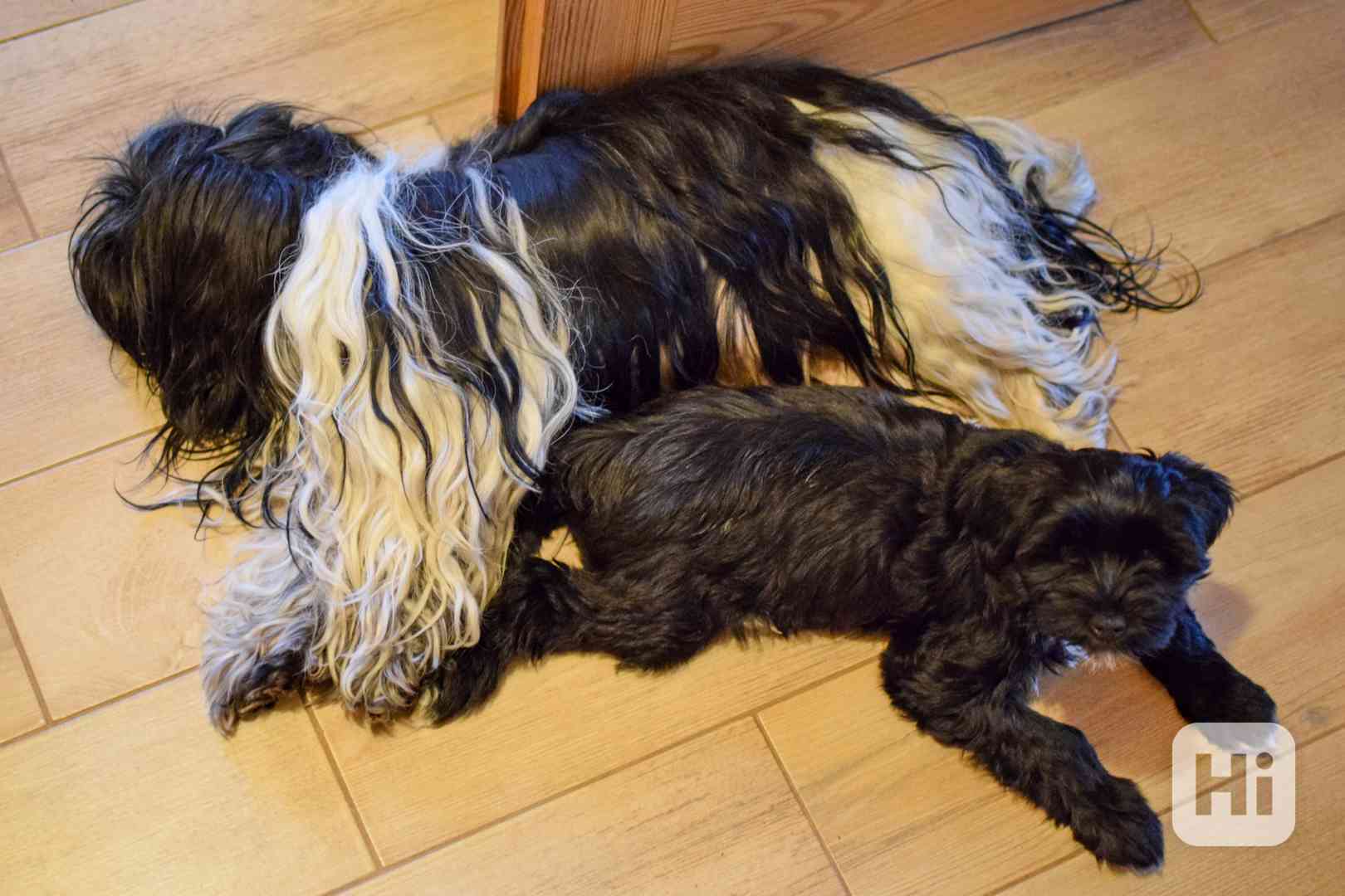 Fenka Tibetského teriéra s PP z chovatelské stanice - foto 1