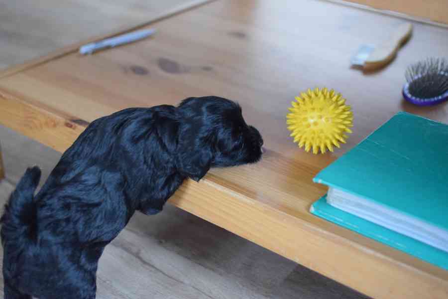 Štěňátka tibetského teriéra s PP - foto 1