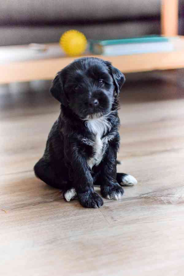 Štěňátka tibetského teriéra s PP - foto 4