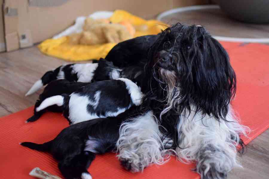 Štěňátka tibetského teriéra s PP - foto 2