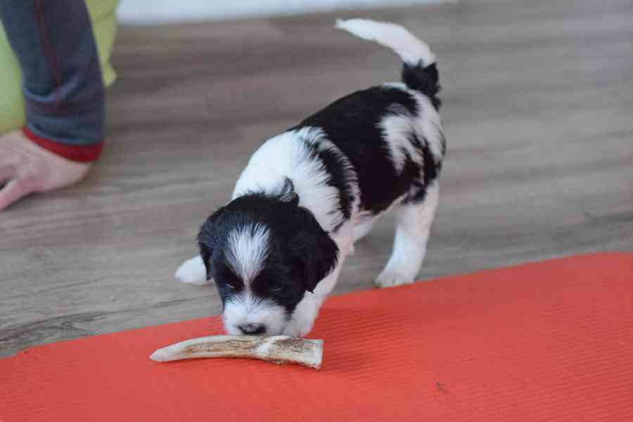 Štěňátka tibetského teriéra s PP - foto 3