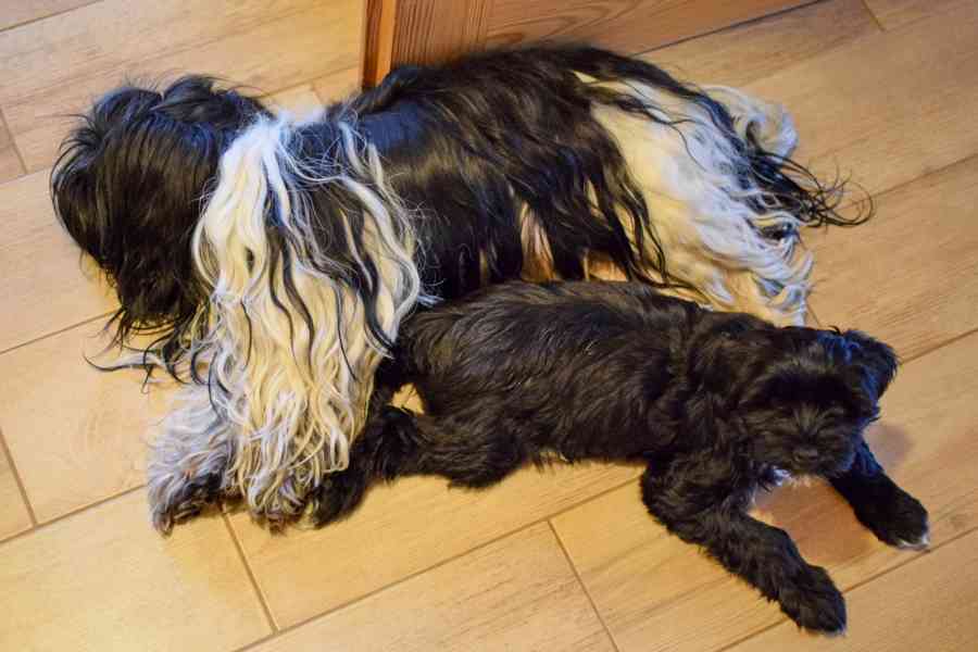 Fenka Tibetského teriéra s PP z chovatelské stanice