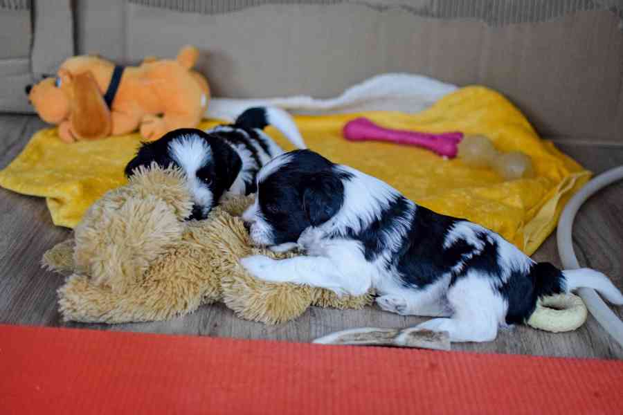 Štěňátka tibetského teriéra s PP - foto 5