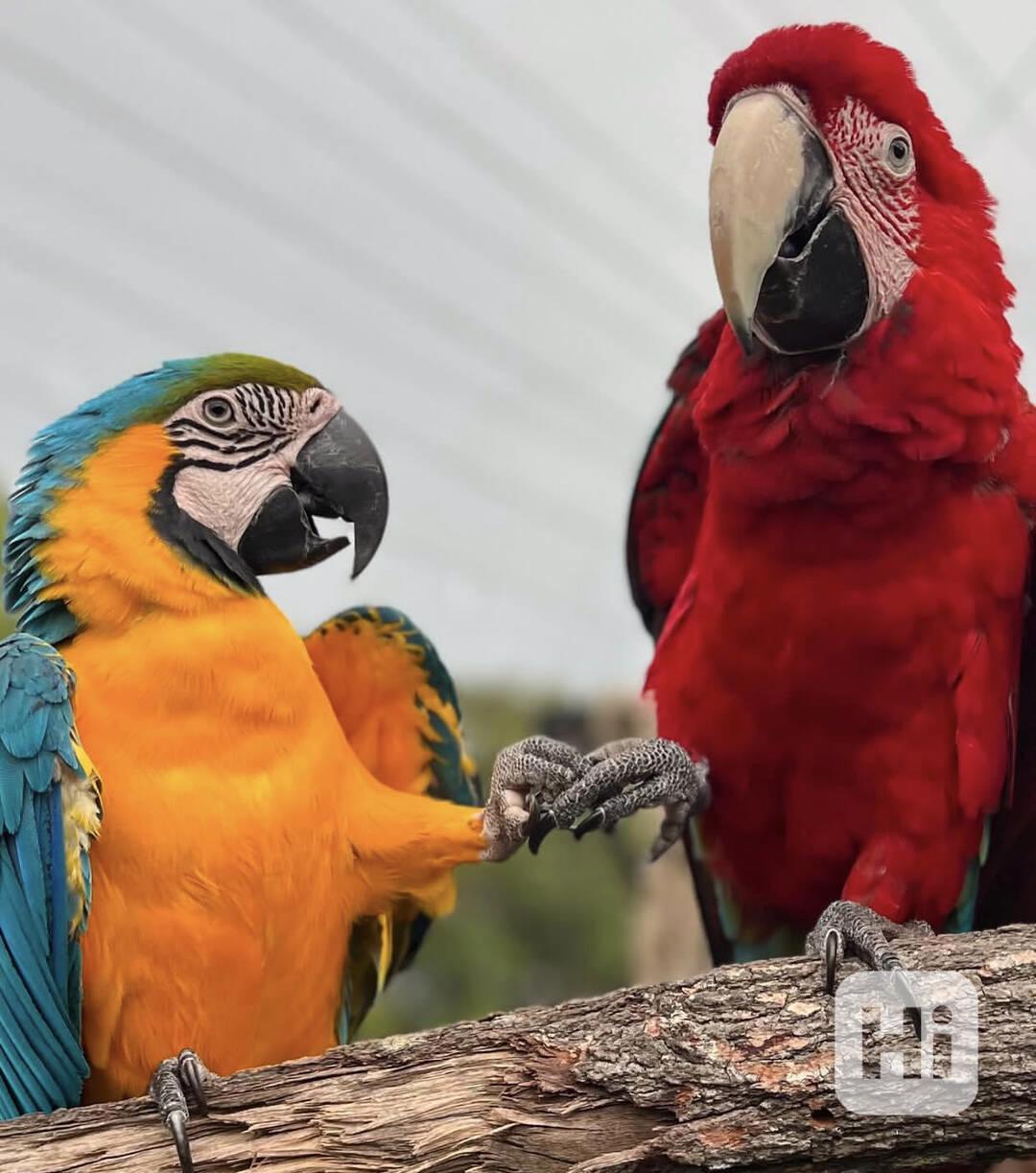 Krásní papoušci arové 🦜 - foto 1