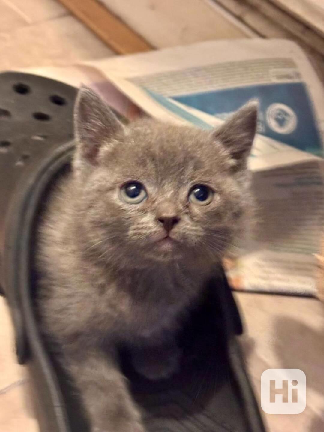 Koťátka britské krátkosrsté šelmy k adopci. - foto 1