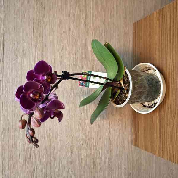 Phalaenopsis Mini - foto 2